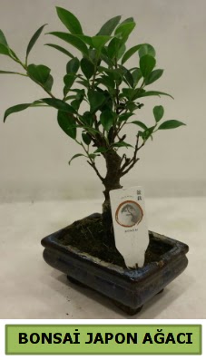 Bonsai japon aac saks bitkisi  Ankara Siteler nder iek servisi , ieki adresleri 