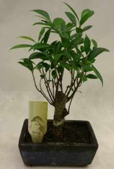 Japon aac bonsai bitkisi sat  Ankara Siteler amlk ieki telefonlar