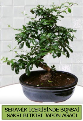 Seramik vazoda bonsai japon aac bitkisi  Ankara Siteler Karaprek iek siparii sitesi 