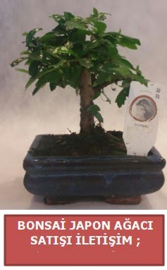 Japon aac minyar bonsai sat  Ankara Siteler Doantepe iek sat 