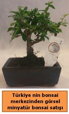 Japon aac bonsai sat ithal grsel  Ankara Siteler Aydnck iek yolla