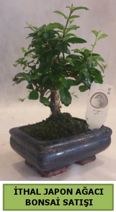 thal japon aac bonsai bitkisi sat  Ankara Siteler amlk ieki telefonlar