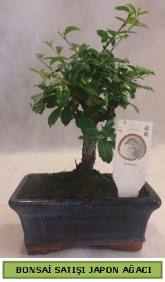 Minyatr bonsai aac sat  Siteler Bapnar Ankara iek gnderme