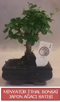 Kk grsel bonsai japon aac bitkisi  Ankara Siteler Feridun elik iek , ieki , iekilik 
