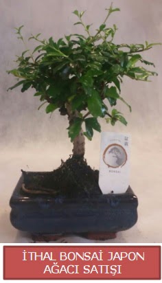 thal kk boy minyatr bonsai aa bitkisi  Ankara Siteler amlk ieki telefonlar