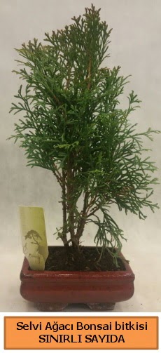 Selvi aac bonsai japon aac bitkisi  Ankara Siteler Doantepe iek sat 