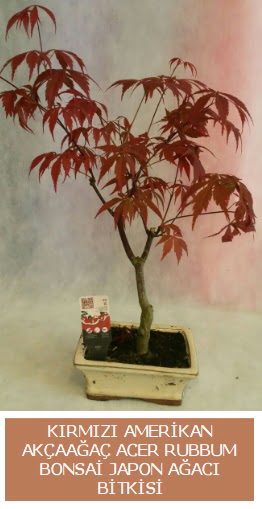 Amerikan akaaa Acer Rubrum bonsai  Ankara Siteler Yldztepe ieki adresleri telefonlar