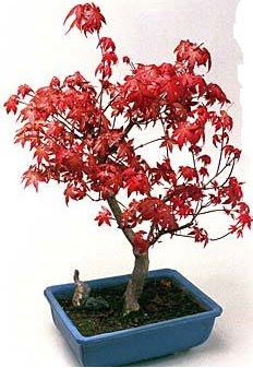 Amerikan akaaa bonsai bitkisi  Ankara Siteler Aydnck iek yolla