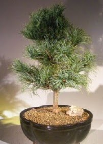 am aac bonsai bitkisi sat  Ankara Siteler Gicik ucuz iek gnder 