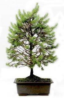 *** STOKTA YOK - am aac bonsai bitkisi sat  Ankara Siteler Karaprek cicekciler , cicek siparisi 