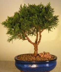 Servi am bonsai japon aac bitkisi  Ankara Siteler Aydnck iek yolla