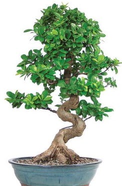Yaklak 70 cm yksekliinde ithal bonsai  Ankara Siteler amlk ieki telefonlar