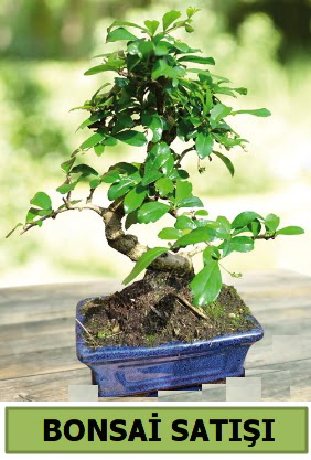 am bonsai japon aac sat  Ankara Siteler Doantepe iek sat 