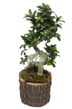 Doal ktkte bonsai saks bitkisi  Ankara Siteler Glpnar iekiler