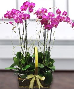 7 dall mor lila orkide  Ankara Siteler Aliersoy iek gnder
