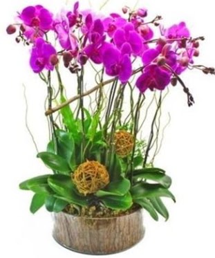 Ahap ktkte lila mor orkide 8 li  Ankara Siteler Karaprek iek sat 