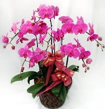 Sepet ierisinde 5 dall lila orkide  Ankara Siteler Gicik ucuz iek gnder 