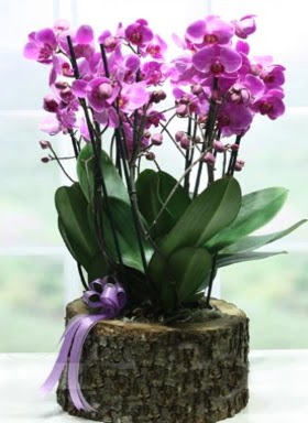 Ktk ierisinde 6 dall mor orkide  Ankara Siteler Gicik ucuz iek gnder 