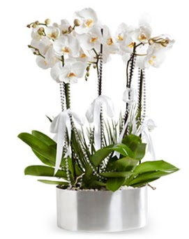 Be dall metal saksda beyaz orkide  Ankara Siteler Aydnck iek yolla
