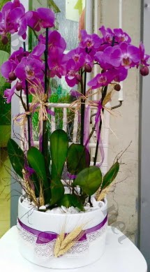 Seramik vazoda 4 dall mor lila orkide  Ankara Siteler Yukarpeenek online iek gnderme sipari 
