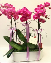 Beyaz seramik ierisinde 4 dall orkide  Ankara Siteler Gicik ucuz iek gnder 