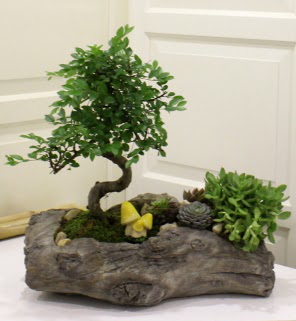 Aa ktk ierisinde bonsai ve sukulent  Ankara Siteler Aliersoy iek gnder