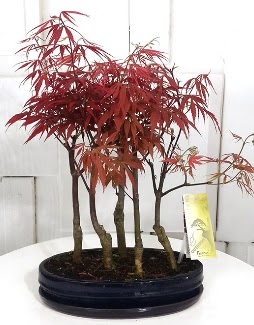 5 adet japon akaaa bonsai iei  Ankara Siteler Doantepe iek sat 