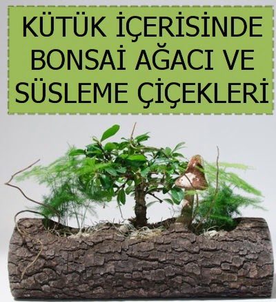Ktk ierisinde bonsai japon aa bitkisi  Ankara Siteler Doantepe iek sat 