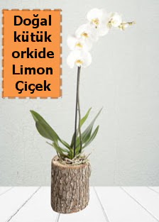 Doal ktkte tek dall beyaz orkide  Ankara Siteler amlk ieki telefonlar