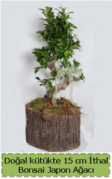 Doal ktkte thal bonsai japon aac  Siteler Bapnar Ankara iek gnderme