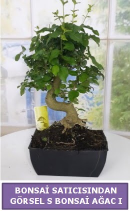 S dal erilii bonsai japon aac  Ankara Siteler Doantepe iek sat 