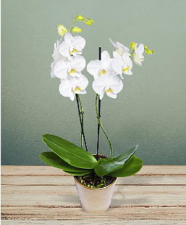 ift dall beyaz orkide sper kalite  Siteler Bapnar Ankara iek gnderme