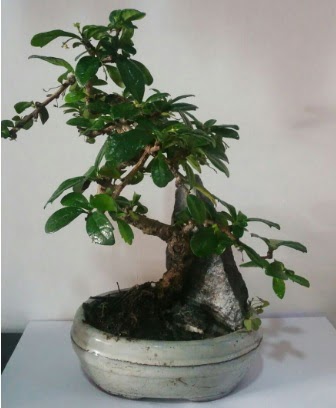 S eklinde ithal bonsai aac  Ankara Siteler Aydnck iek yolla