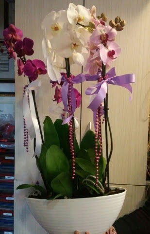 Mor ve beyaz ve pembe 6 dall orkide  Ankara Siteler Gicik ucuz iek gnder 