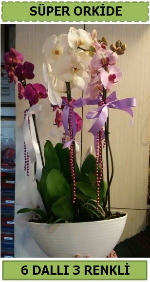 6 dall 3 renk zel vazoda orkide iei  Ankara Siteler Doantepe iek sat 