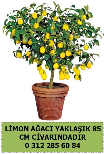 Limon aac bitkisi  Ankara Siteler Doantepe iek sat 