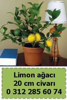 Limon aac bitkisi  Ankara Siteler amlk ieki telefonlar