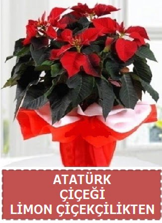 Atatrk iei saks bitkisi  Ankara Siteler Doantepe iek sat 