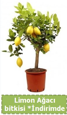 Limon aac bitkisi Ev iin limon bitkisi  Ankara Siteler Feridun elik iek , ieki , iekilik 
