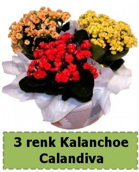 3 renk Kalanchoe Calandiva saks bitkisi  Siteler Bapnar Ankara iek gnderme