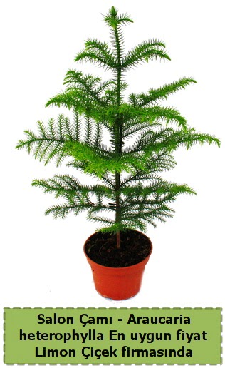 Araucaria heterophylla Salon am tek dall  Ankara Siteler Doantepe iek sat 