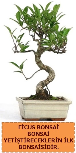 Ficus bonsai 15 ile 25 cm arasndadr  Ankara Siteler Aydnck iek yolla