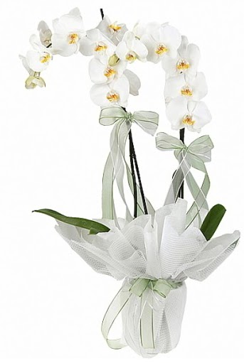 ift Dall Beyaz Orkide  Ankara Siteler Ulubey anneler gn iek yolla 
