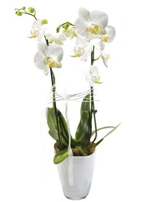 2 dall beyaz seramik beyaz orkide sakss  Ankara Siteler Aliersoy iek gnder