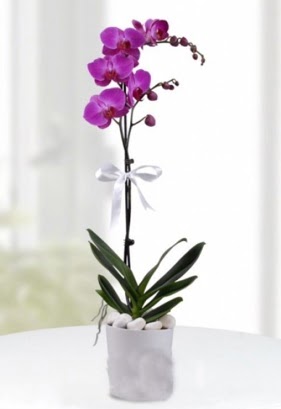 Tek dall saksda mor orkide iei  Ankara Siteler iekiler 
