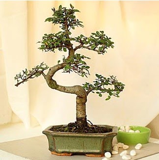 Shape S bonsai  Ankara Siteler Glpnar iekiler