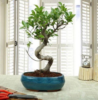 Amazing Bonsai Ficus S thal  Ankara Siteler Karaprek dn iekleri