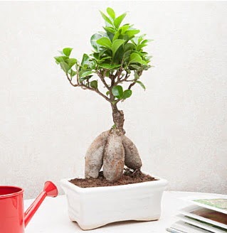 Exotic Ficus Bonsai ginseng  Ankara Siteler nder iek servisi , ieki adresleri 