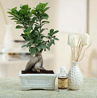 Ginseng ficus bonsai  Ankara Siteler iekiler 
