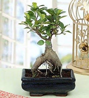 Appealing Ficus Ginseng Bonsai  Ankara Siteler Ulubey anneler gn iek yolla 